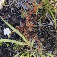 Drosera peltata at Kosciuszko National Park, NSW - 23 Jan 2022 01:42 PM