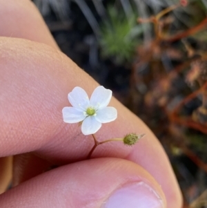 Drosera peltata at Kosciuszko National Park, NSW - 23 Jan 2022 01:42 PM