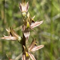 Prasophyllum tadgellianum (Tadgell's leek orchid) at Kosciuszko National Park - 23 Jan 2022 by NedJohnston