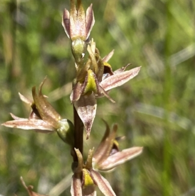 Prasophyllum sp. (A Leek Orchid) at Kosciuszko National Park - 23 Jan 2022 by Ned_Johnston