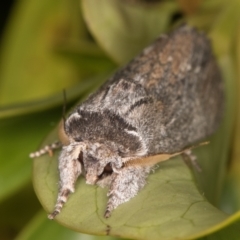 Destolmia lineata (Streaked Notodontid Moth) at Melba, ACT - 9 Dec 2021 by kasiaaus