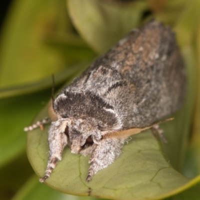 Destolmia lineata (Streaked Notodontid Moth) at Melba, ACT - 9 Dec 2021 by kasiaaus