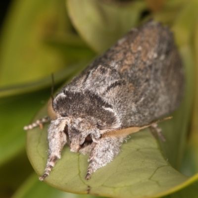 Destolmia lineata (Streaked Notodontid Moth) at Melba, ACT - 8 Dec 2021 by kasiaaus