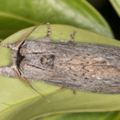 Destolmia lineata at Melba, ACT - 9 Dec 2021 12:35 AM