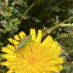 Conocephalus sp. (genus) at Kosciuszko National Park, NSW - 23 Jan 2022