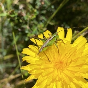 Conocephalus sp. (genus) at Kosciuszko National Park, NSW - 23 Jan 2022