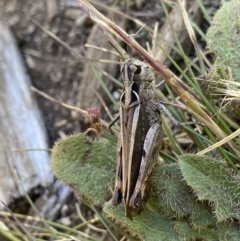 Austroicetes sp. (genus) (A grasshopper) at Jindabyne, NSW - 23 Jan 2022 by Ned_Johnston