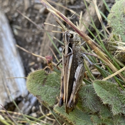 Austroicetes sp. (genus) (A grasshopper) at Jindabyne, NSW - 23 Jan 2022 by Ned_Johnston