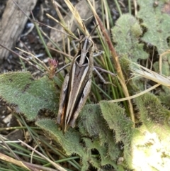 Austroicetes sp. (genus) at Jindabyne, NSW - 23 Jan 2022