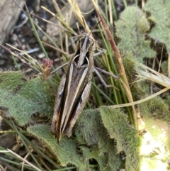 Austroicetes sp. (genus) at Jindabyne, NSW - 23 Jan 2022