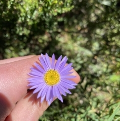 Brachyscome spathulata (Coarse Daisy, Spoon-leaved Daisy) at Kosciuszko National Park - 23 Jan 2022 by Ned_Johnston