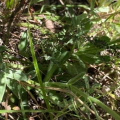 Brachyscome spathulata at Jindabyne, NSW - 23 Jan 2022