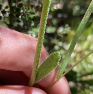 Brachyscome spathulata at Jindabyne, NSW - 23 Jan 2022