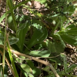 Brachyscome spathulata at Jindabyne, NSW - 23 Jan 2022