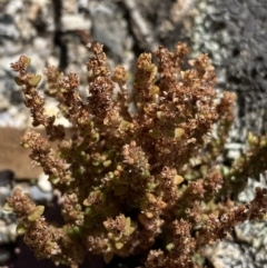 Crassula sieberiana (Austral Stonecrop) at Jindabyne, NSW - 23 Jan 2022 by NedJohnston