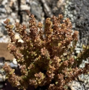 Crassula sieberiana at Jindabyne, NSW - 23 Jan 2022