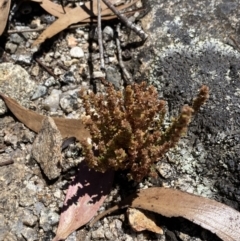 Crassula sieberiana at Jindabyne, NSW - 23 Jan 2022 12:13 PM