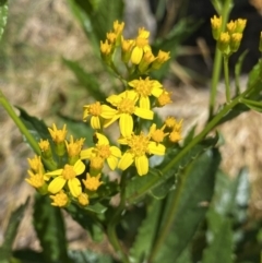 Senecio linearifolius var. latifolius at Jindabyne, NSW - 23 Jan 2022 by Ned_Johnston