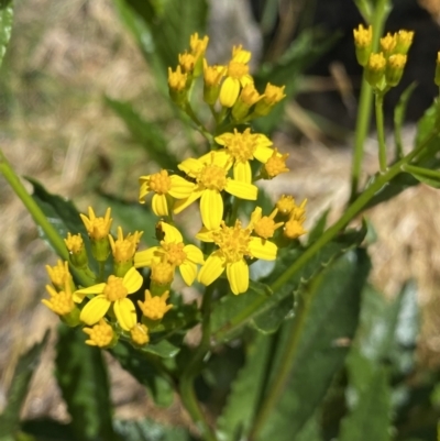 Senecio linearifolius var. latifolius at Jindabyne, NSW - 23 Jan 2022 by Ned_Johnston