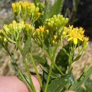 Senecio linearifolius var. latifolius at Jindabyne, NSW - 23 Jan 2022