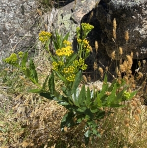 Senecio linearifolius var. latifolius at Jindabyne, NSW - 23 Jan 2022