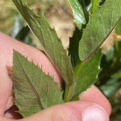 Senecio linearifolius var. latifolius at Jindabyne, NSW - 23 Jan 2022