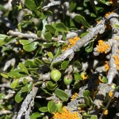 Melicytus angustifolius subsp. divaricatus (Divaricate Tree Violet) at Jindabyne, NSW - 23 Jan 2022 by NedJohnston