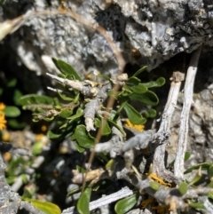 Melicytus angustifolius subsp. divaricatus at Jindabyne, NSW - 23 Jan 2022