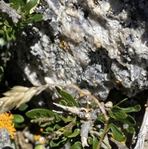 Melicytus angustifolius subsp. divaricatus at Jindabyne, NSW - 23 Jan 2022