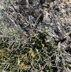 Melicytus angustifolius subsp. divaricatus at Jindabyne, NSW - 23 Jan 2022