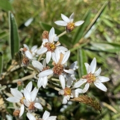 Olearia megalophylla (Large-leaf Daisy-bush) at Kosciuszko National Park - 23 Jan 2022 by Ned_Johnston