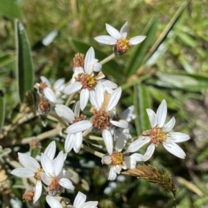 Olearia megalophylla at Kosciuszko National Park, NSW - 23 Jan 2022 11:45 AM