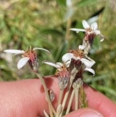 Olearia megalophylla at Kosciuszko National Park, NSW - 23 Jan 2022