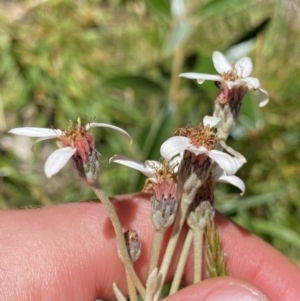 Olearia megalophylla at Kosciuszko National Park, NSW - 23 Jan 2022 11:45 AM