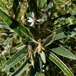Olearia megalophylla at Kosciuszko National Park, NSW - 23 Jan 2022