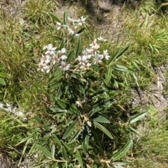 Olearia megalophylla at Kosciuszko National Park, NSW - 23 Jan 2022 11:45 AM