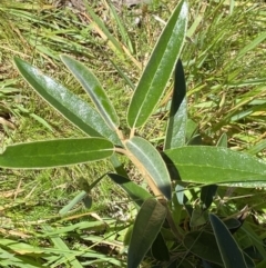Olearia megalophylla at Kosciuszko National Park, NSW - 23 Jan 2022