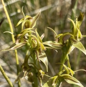 Paraprasophyllum sphacelatum at Kosciuszko National Park, NSW - 23 Jan 2022