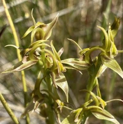 Paraprasophyllum sphacelatum (Large Alpine Leek-orchid) at Kosciuszko National Park, NSW - 23 Jan 2022 by NedJohnston
