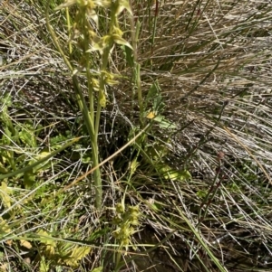 Paraprasophyllum sphacelatum at Kosciuszko National Park, NSW - 23 Jan 2022