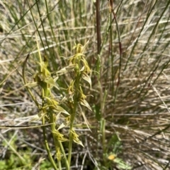 Paraprasophyllum sphacelatum at Kosciuszko National Park, NSW - 23 Jan 2022