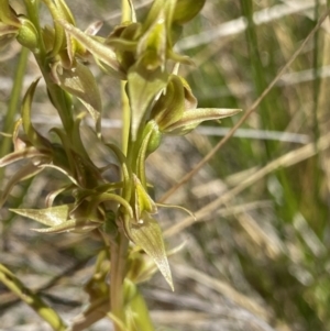 Paraprasophyllum sphacelatum at Kosciuszko National Park, NSW - 23 Jan 2022