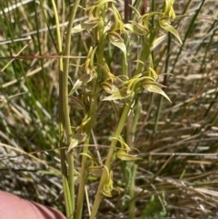 Prasophyllum sphacelatum at Kosciuszko National Park, NSW - 23 Jan 2022