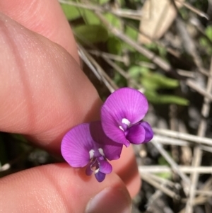 Swainsona monticola at Kosciuszko National Park, NSW - 23 Jan 2022 11:09 AM