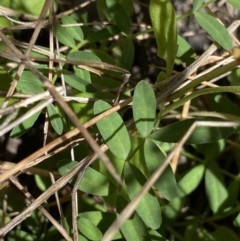 Swainsona monticola at Kosciuszko National Park, NSW - 23 Jan 2022 11:09 AM