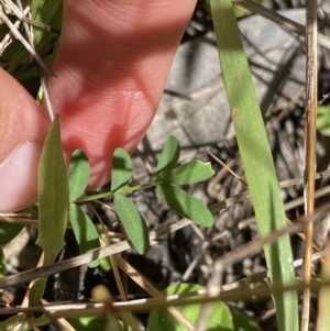 Swainsona monticola at Kosciuszko National Park, NSW - 23 Jan 2022 11:09 AM