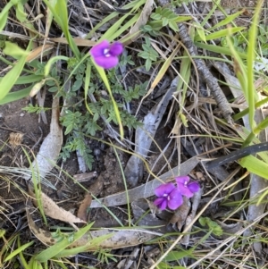 Swainsona monticola at Kosciuszko National Park, NSW - 23 Jan 2022 11:09 AM