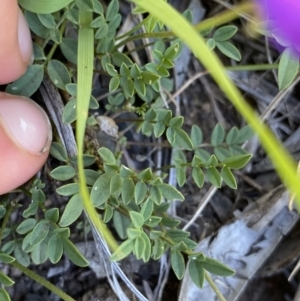 Swainsona monticola at Kosciuszko National Park, NSW - 23 Jan 2022 11:09 AM