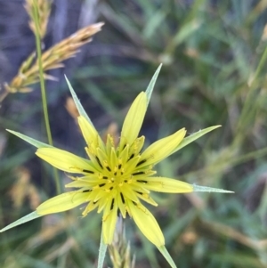 Tragopogon dubius at Jindabyne, NSW - 23 Jan 2022