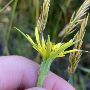 Tragopogon dubius at Jindabyne, NSW - 23 Jan 2022